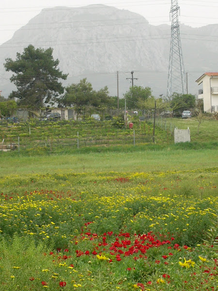 Poppies!