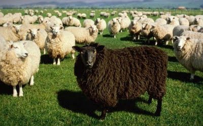 [ovelha+negra.jpg]
