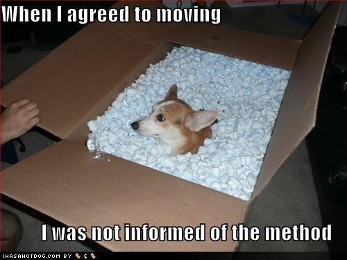 Funny Packing Moving Boxes