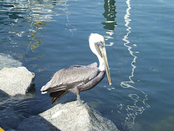 Pelican in Mexico