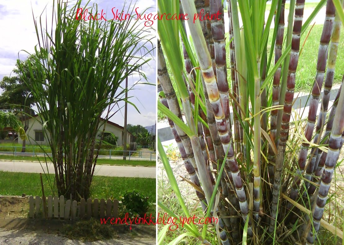 Sugar Cane Plant Tours Florida Sugar Cane Plant Tours Florida