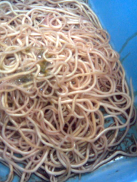 Ditemukan 3 kg Cacing Dalam Perut Bocah - Lingkar Merah Com