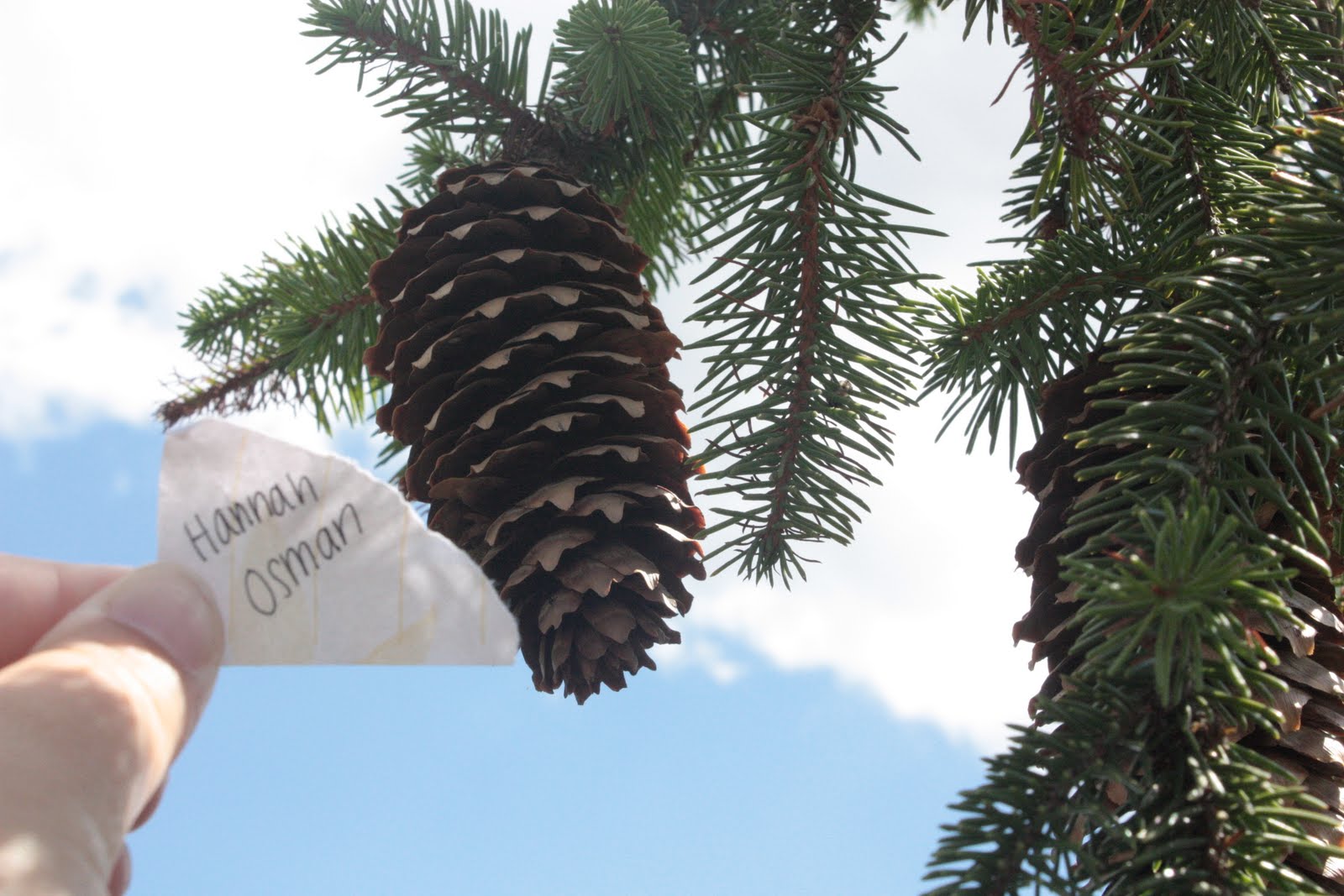 NBC AP Biology 1011 Pine ConeFemale