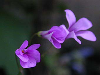 ESTRUCTURA DE LAS PLANTAS ANGIOSPERMAS estructura de las plantas angiospermas: