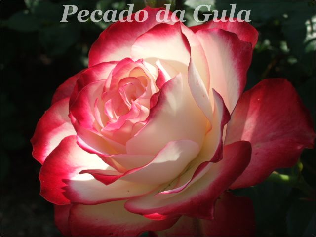 [rosa26.jpg]