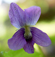 Herbal Medicine: Biological background Herbal Medicine: Biological background
