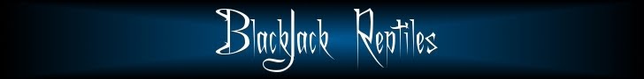 BlackJack Reptiles