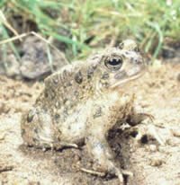 [toad.bmp]