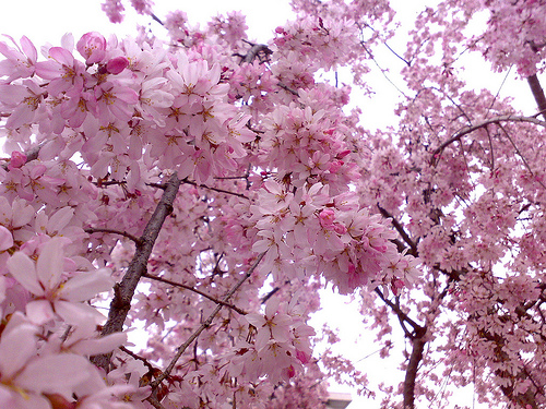 cherry tree blossom japan. japanese cherry tree blossoms.