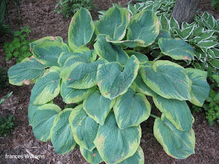 Collection de hostas Frances+Williams