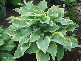 Collection de hostas Regal+splendor