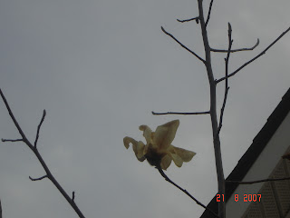 Temporal: Nace una Flor...todos los días sale el sol