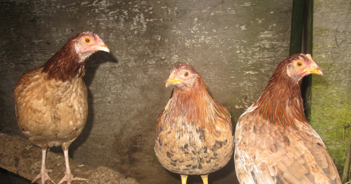 MIS GALLOS creador de cabeza redonda pata amarilla