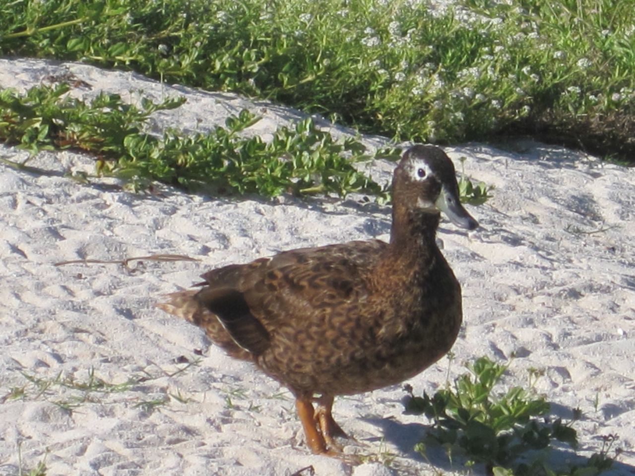 Male Duck