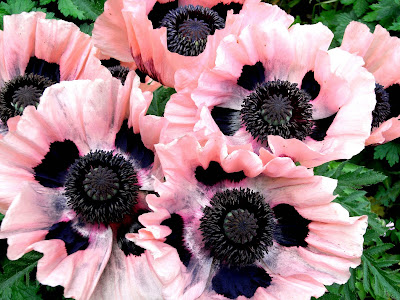 16 Bunga Terindah di Dunia Papaver%2bOrientalis%2c%2bDusky%2bPink%2bOriental%2bPoppies bagus, 16 Bunga Terindah di Dunia tanaman terindah di dunia pemandangan terindah didunia pemandangan terindah di dunia pemandangan terindah pemandangan bunga terindah pemandangan bunga mawar panorama terindah di dunia musim terindah didunia ml mawar terindah di dunia lawan hutan terindah didunia hutan terindah di dunia hutan terindah gambar gambar indah di dunia gambar gambar bunga terindah di dunia gambar gambar bunga gambar gambar bunga yang sangat indah gambar bunga yang terindah gambar bunga terindah di indonesia gambar bunga terindah di dunia gambar bunga terindah gambar bunga tercantik gambar bunga paling indah di dunia gambar bunga paling indah gambar bunga paling bagus gambar bunga bunga tercantik gambar bunga anggrek afrika gambar bunga foto pemandangan terindah di dunia foto bunga terindah bunga bunga terindah di dunia bunga yang terunik di dunia bunga terunik di dunia bunga terunik bunga terindah dunia bunga terindah di indonesia bunga terindah di indo bunga terindah di dunia bunga terindah d dunia bunga tercantik dunia bunga tercantik didunia bunga tercantik bunga teraneh di dunia bunga paling indah di indonesia bunga mawar terindah di dunia bunga mawar terindah bunga khas indonesia bunga bunda maria bunga buga tercantik dan terindah di dunia bunga aneh di dunia buga buga tercantik baunga anggrek se dunia anggrek terindah di dunia anak kecil air mata bunda maria flower unik