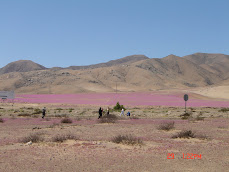 Desierto florido