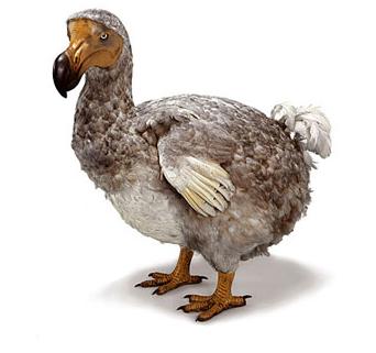 http://4.bp.blogspot.com/_SSUbVSG_KVY/TPVinAVomyI/AAAAAAAAAT8/P7ZslQYEwLI/s1600/Dodo_bird.jpg