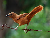 Chocolatero-White-lined Tanager-Tachyphonus rufus (hembra/female)