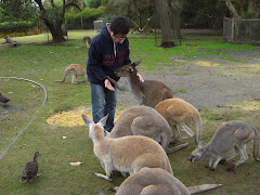 Kangaroo buddy