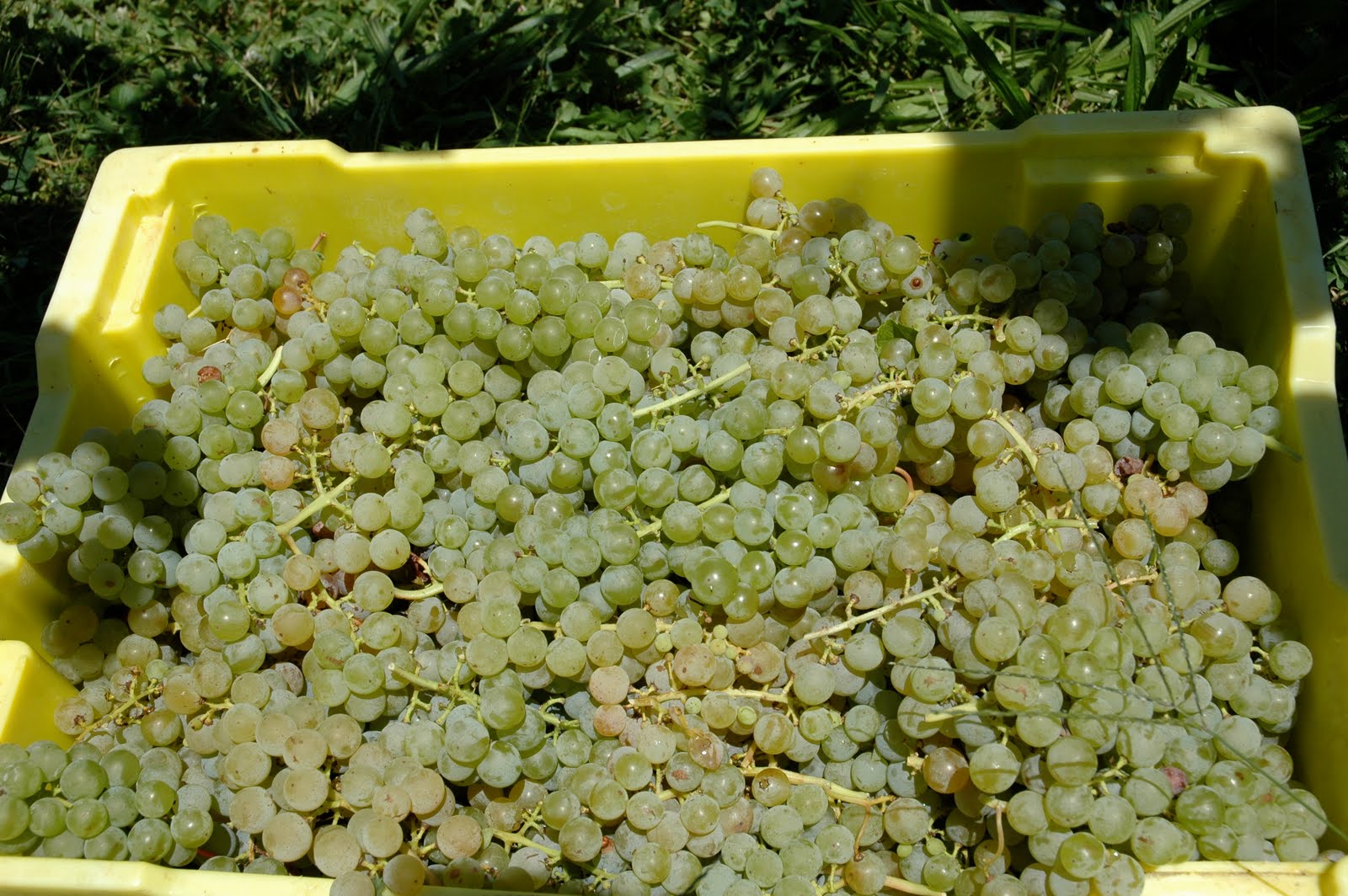 The Hunters at Home Harvest 2010