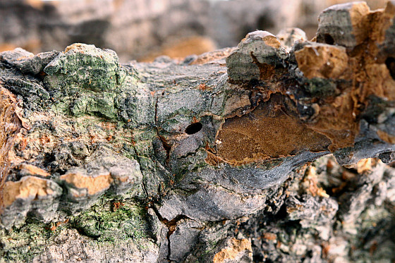 Anthaxia tuerki - exit hole
