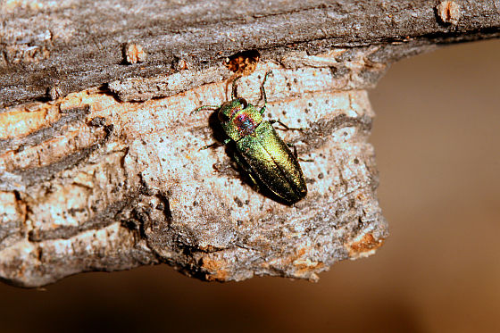 Anthaxia tuerki (male)