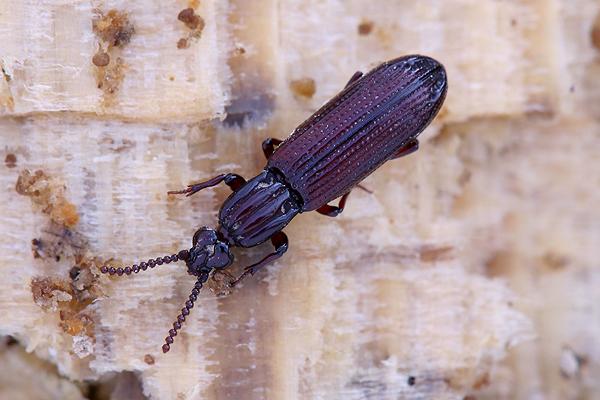 Omoglymmius germari