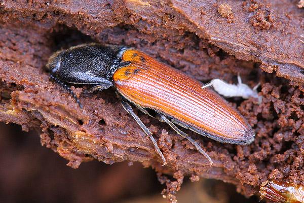 Ampedus sp.