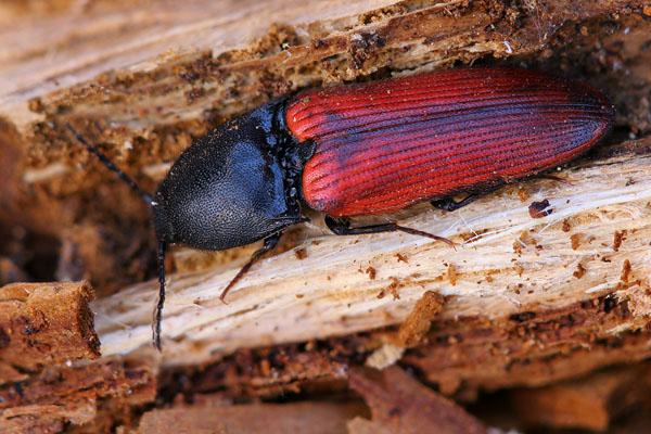 Ampedus cardinalis female