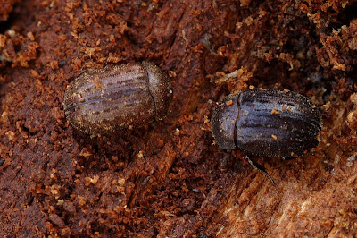 Aesalus scarabaeoides