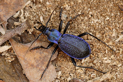 Carabus intricatus