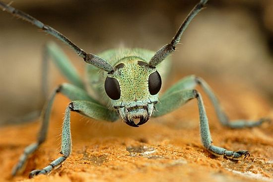 Saperda octopunctata