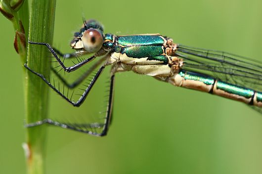 Lestes dryas