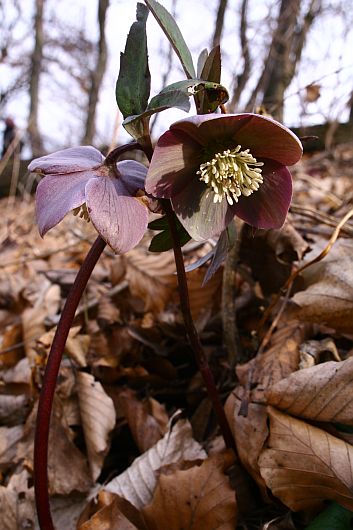 Helleborus purpurascens