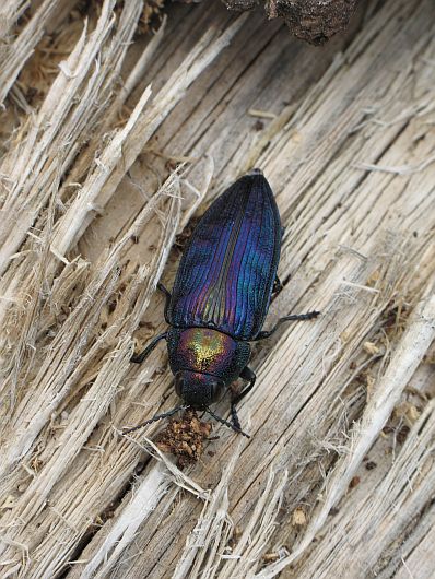 Buprestis rustica