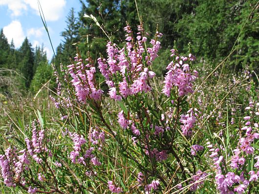 Calluna vulgaris