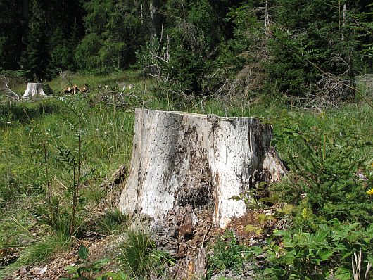 Trunk for Tragosoma