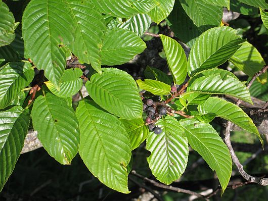 Rhamnus alpinus