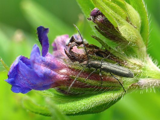 Opsilia molybdaena