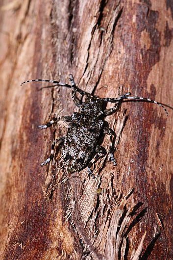Aegomorphus clavipes