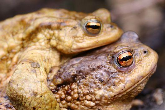 Bufo bufo
