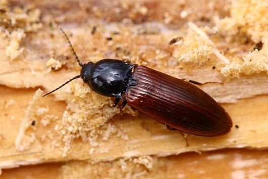 Hypoganus inunctus
