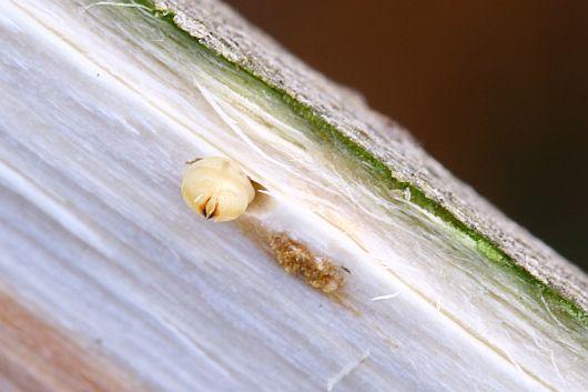 Agrilus guerini