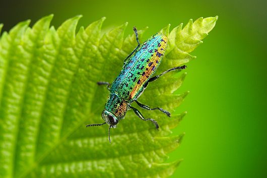 Lamprodila mirifica