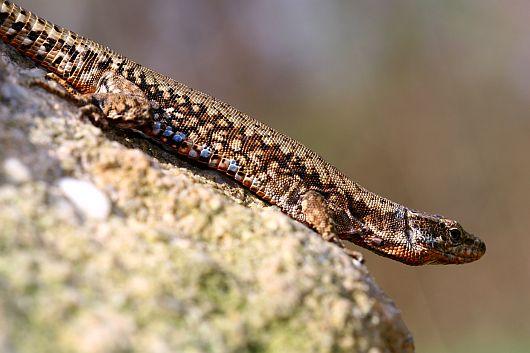 Podarcis muralis