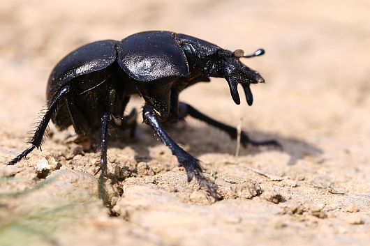 Lethrus apterus