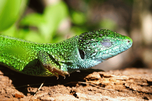 Lacerta viridis