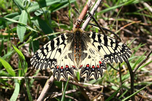 Zerynthia polyxena