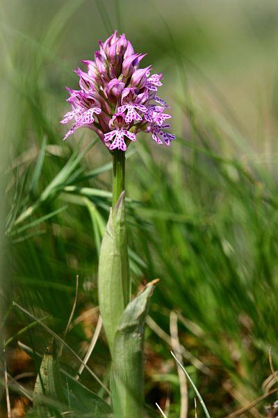 Orchis tridentata