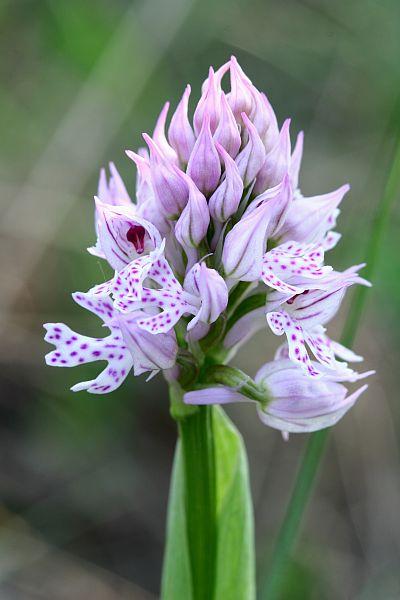 Orchis tridentata